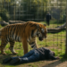 Muere hombre tras ataque de tigre en zoológico británico