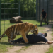 Un hombre resulta herido grave tras ser atacado por un tigre en un zoo británico