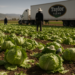 Taylor Farms suspenderá cosecha de lechuga en México durante las temporadas de ciclosporiasis